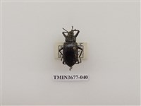 藏品(偽步行蟲)的圖片